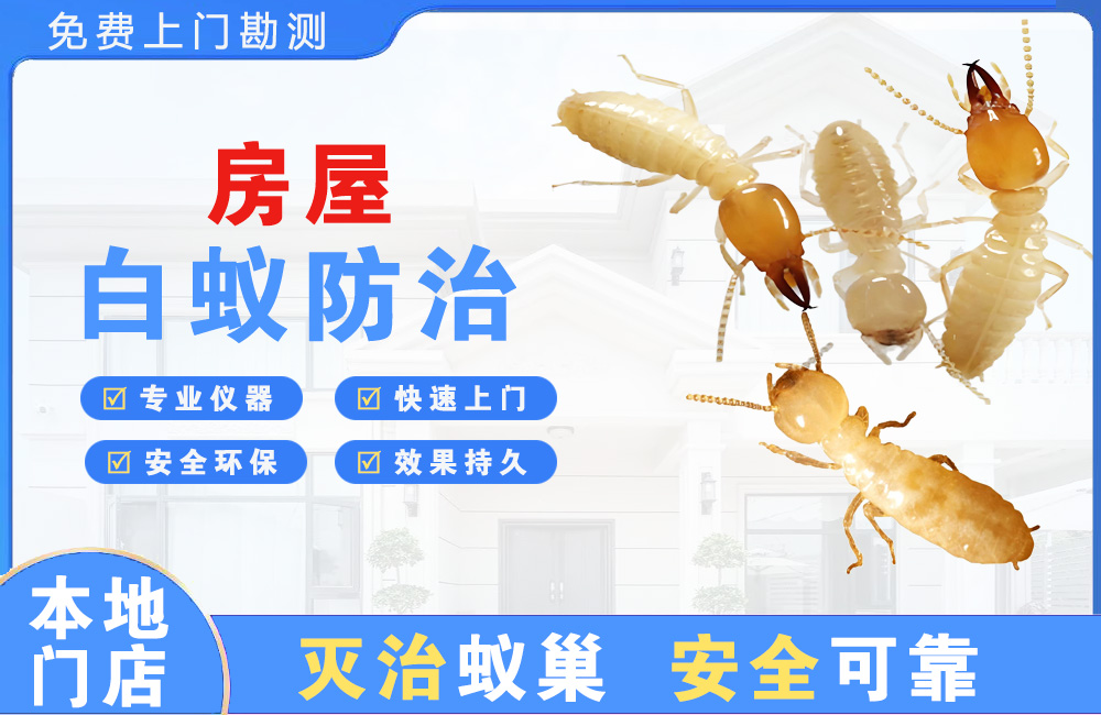 贺州房屋白蚁防治